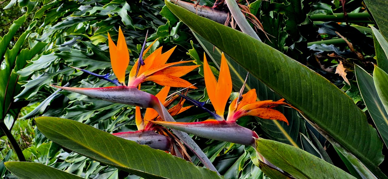 Flores naranjas en los jardines la Floresta