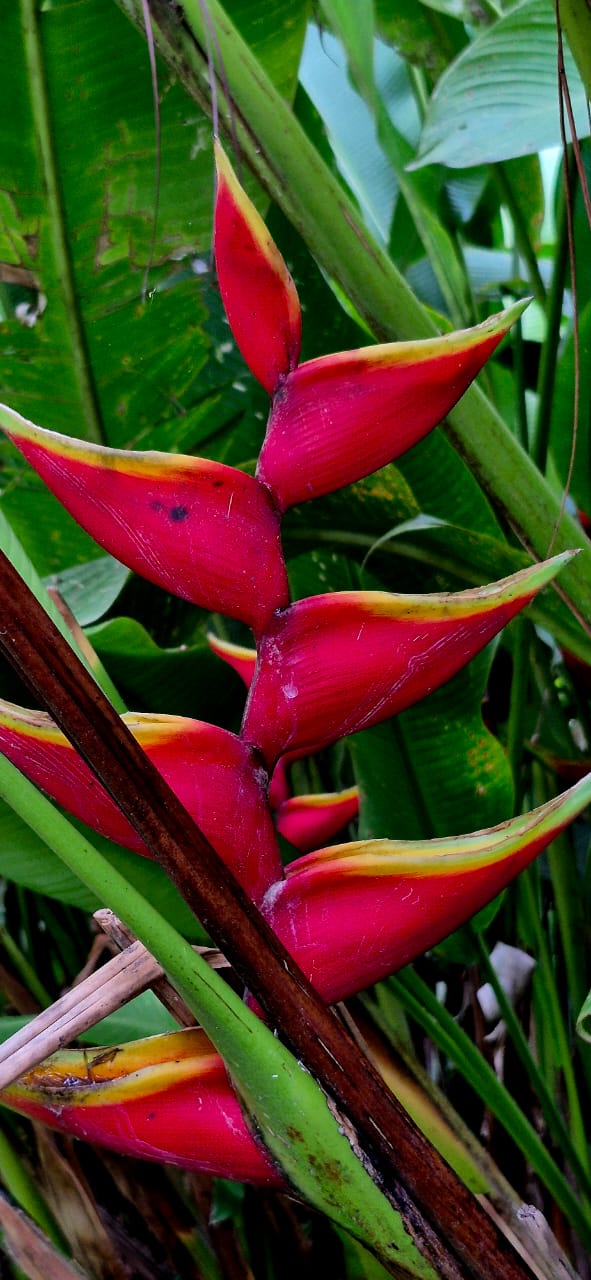 Flores entre el verde