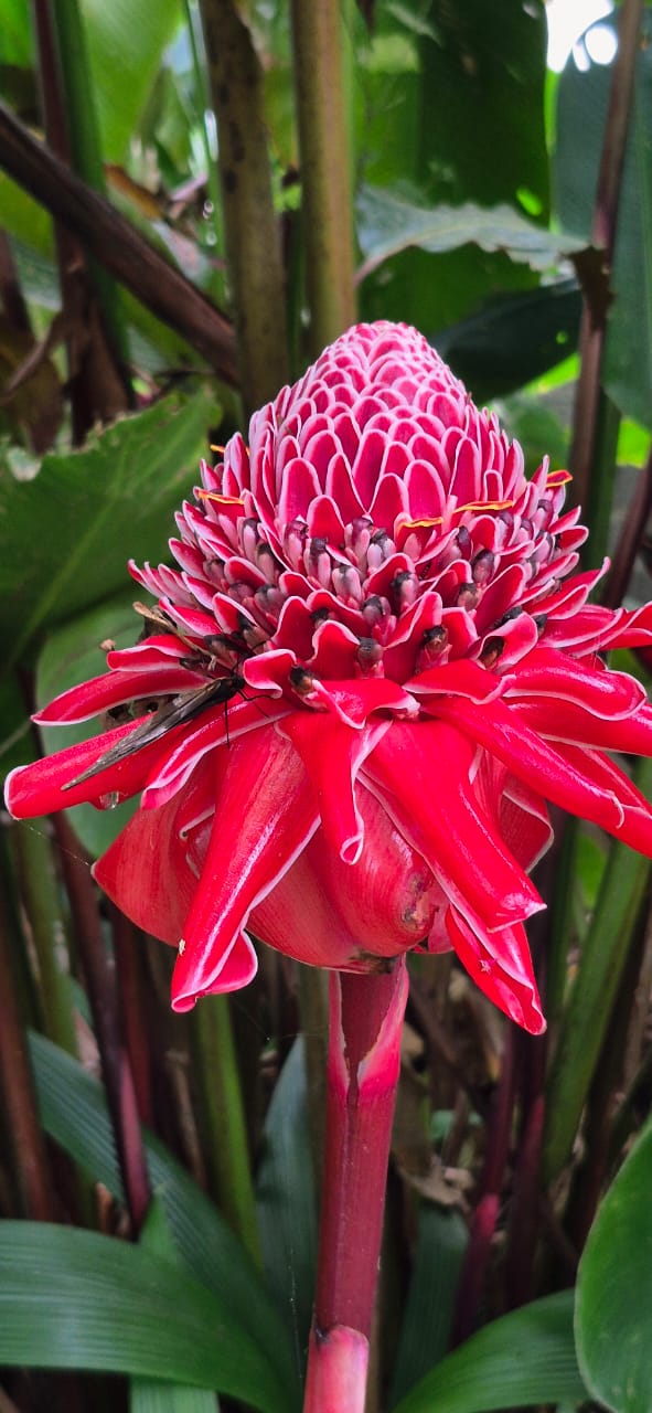 Flor rosada entre la vegetación
