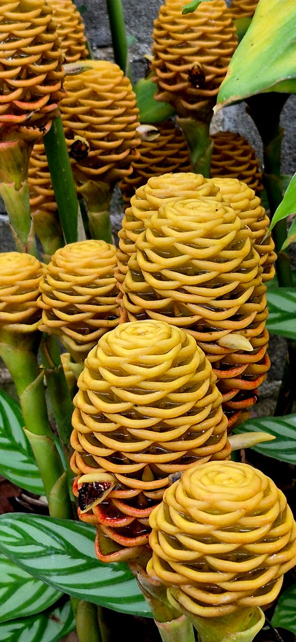 Las formas de la naturaleza