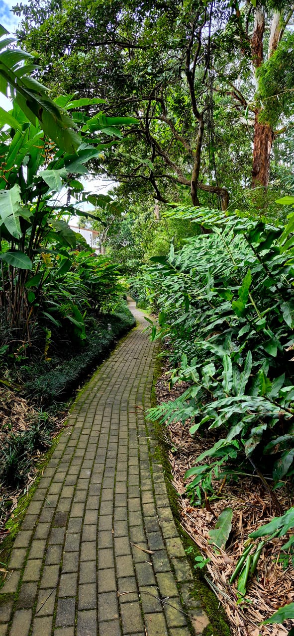 Sendero de adoquines entre vegetación de Floresta